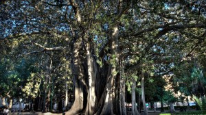 Palermo - Ficus Magnoliodes