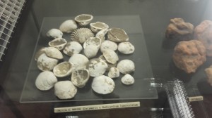 Museo Archeologico Nazionale delle Marche